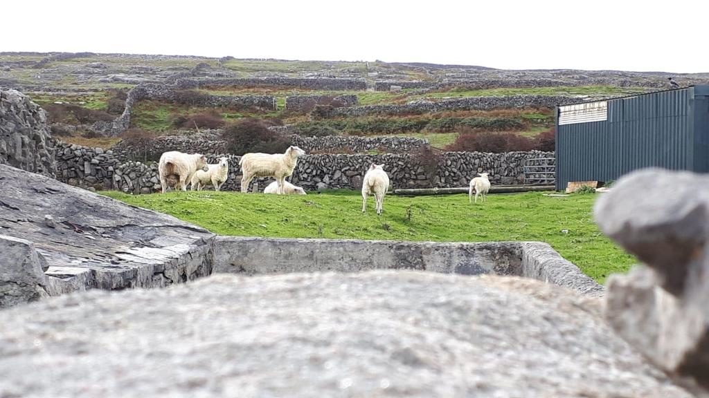 Cosa vedere a Galway e dintorni, Aran Islands